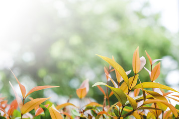 Orange leaves nature background