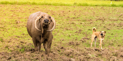 Amazing friendship between buffalo and dog.