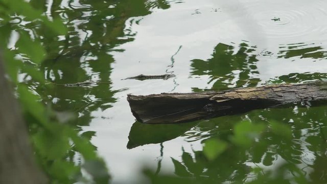 湖畔に沈む倒木