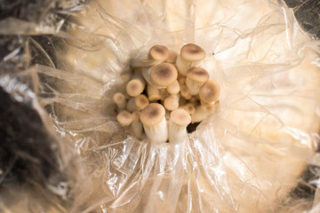 Close up of oyster mushrooms in the plastic grow bag.