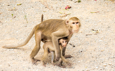 Female monkey taking care her son,Long-tailed macaque,Macaca fascicularis.
