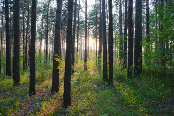 Obraz premium sunset in the woods