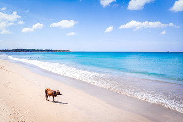 Vache à la plage de Trincomalay Sri Lanka