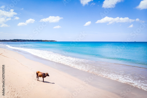 Vache à La Plage De Trincomalay Sri Lanka Stock Photo And