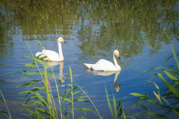 Fototapeta premium Two young beautiful white swans swim along the lake on a bright sunny day, reflected in the water