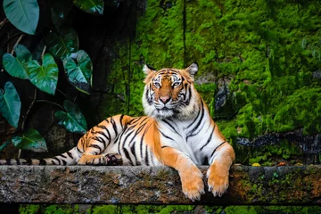 Fototapeten schöner bengalischer Tiger mit üppigem grünem Lebensraumhintergrund © Akkharat J.