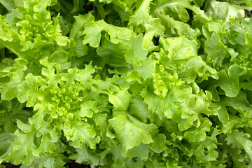Lettuce Salad