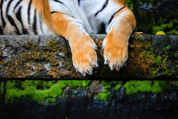close up of bengal tiger paws with lush green forest background
