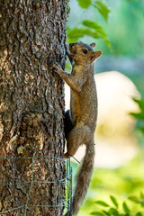 cute squirrel climbing on the  tree trunk in the shade