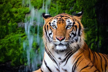 Schilderijen op glas close up portrait of beautiful bengal tiger with lush green habitat background © Akkharat J.
