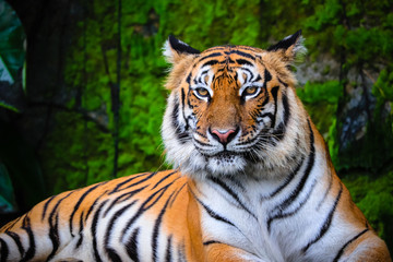 Fototapeta na wymiar close up portrait of beautiful bengal tiger with lush green habitat background