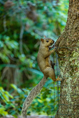 cute squirrel climbing on the  tree trunk in the shade