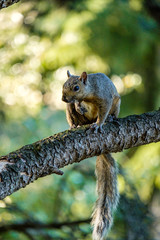 brown squirrel standing on the tree branch with big tail hanging under