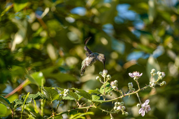 tiny hummingbird flying above the flowers picking up nectar under the sun