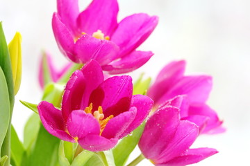 Obraz na płótnie Canvas Fresh tulip flowers