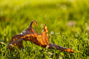 Fototapeta premium dried and wrapped orange autumn leaf on the green grass back-lit by the afternoon sun