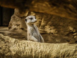 Fototapeta premium Meerkat Suricata suricatta, African native animal, small carnivore belonging to the mongoose family