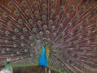 Naklejka premium The peacock spread its tail