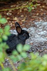portrait of black bunny with white nose hiding behind green leaves