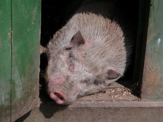 The pig rests on the floor