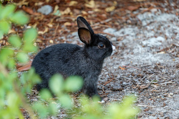 portrait of black bunny with white nose hiding behind green leaves