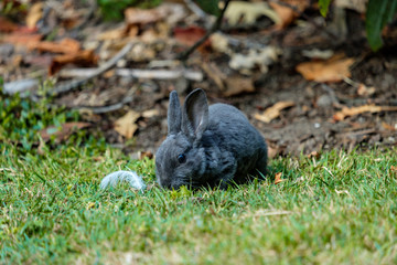 cute grey bunny eating besides a feather on green grass field