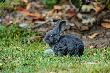 cute grey bunny sitting besides a feather on green grass field