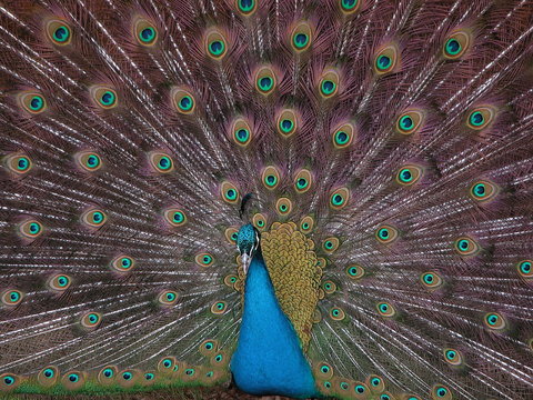 The peacock spread its tail