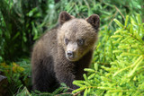 Cub of brown bear in the forest