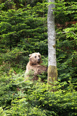 European brown bear in a forest landscape