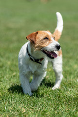 Purebred Jack Russel Terrier dog