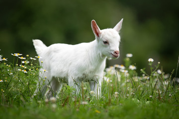 Naklejka na ściany i meble Goat on a pasture