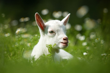 Naklejka na ściany i meble Goat on a pasture
