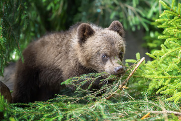 Naklejka na ściany i meble Cub of brown bear in the forest