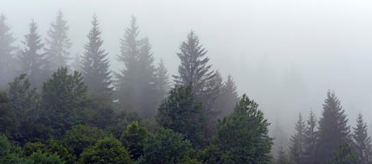 Trees in morning fog
