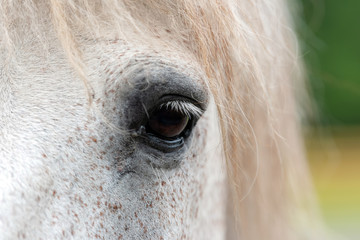 White horse eye