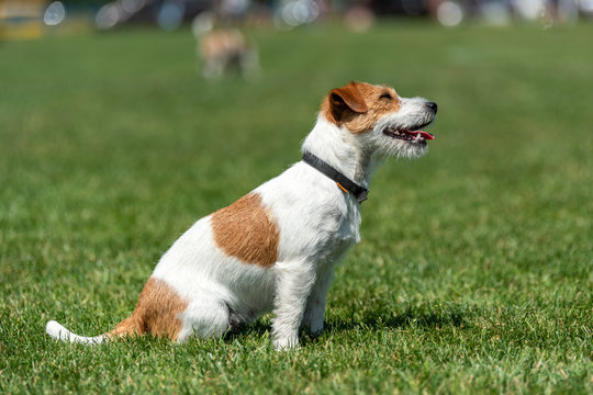 Purebred Jack Russel Terrier dog