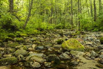 rocky creek with clear water and big rocks inside lush forest