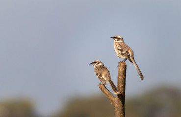 2 mockingbirds on a tree branch