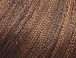 Natural brown hair background
