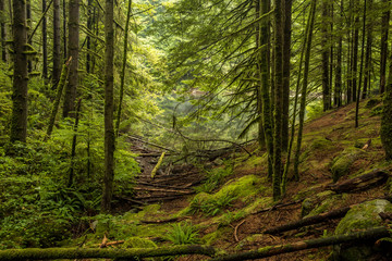 small lake at the end of the lush forest