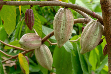 Cacao fruit, raw cacao beans, Cocoa pod on tree