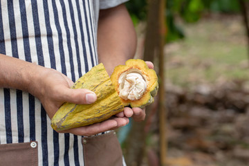 Cacao fruit, Fresh cocoa pod in hands, Cocoa pod on tree