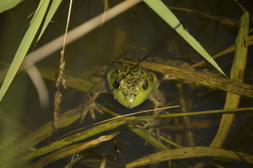  Iowa bullfrog (Lithobates catesbeianus) resting in Guthrie Center drainage ditch