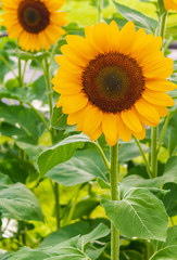 Obraz premium Sunflowers are blooming in the garden, 