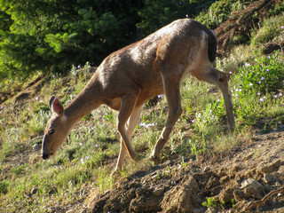 Young blacktail deer gracefully descends a grassy slope on Hurricane Hill nature trail, Olympic National Park, USA. 
