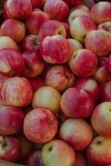 very full apple harvest
