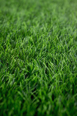 Mounted artificial grass
