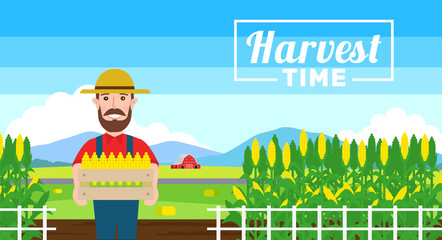 harvest time.farmer with harvested corn standing in field.organic agriculture