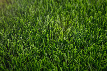 Artificial grass background. 